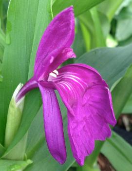 Roscoea alpina