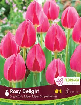 Tulip 'Rosy Delight'