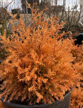 Thuja occidentalis Fire Chief™ ('Congabe') (PP19009)