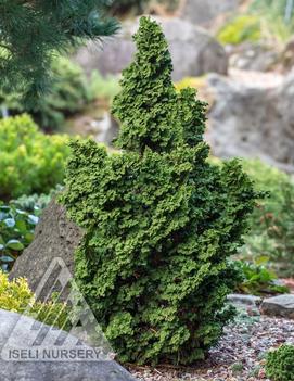 Thuja occidentalis Primo® ('ISlPrim')