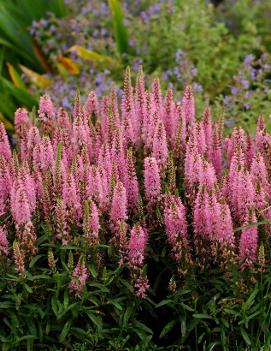 Veronica spicata 'Giles van Hees'