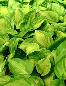 Hosta 'Dance With Me'