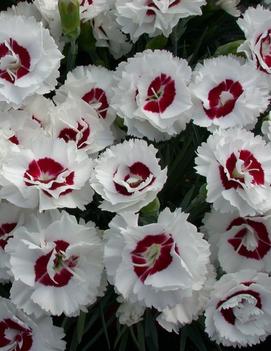 Dianthus x Coconut Surprise ('WP05 Yves') (PP18828, COPF)