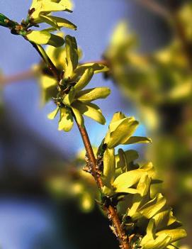 Forsythia ovata 'Northern Gold' (COPF)