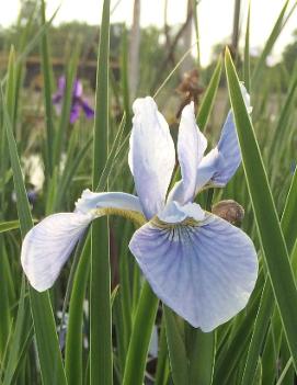 Iris sibirica 'Soft Blue'