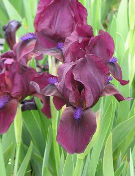 Iris pumila 'Cherry Garden'