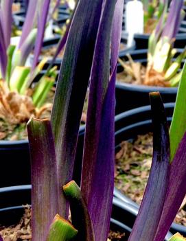 Iris versicolor 'Dark Aura'
