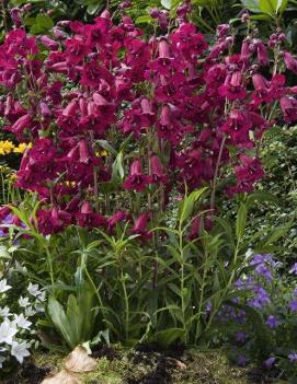 Penstemon x 'Ruby Candle'