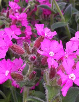 Silene x robotii 'Rolly's Favorite' (PP17392, CPBR4241)