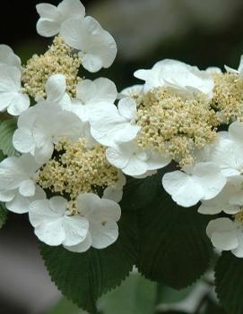 Viburnum plicatum tomentosum