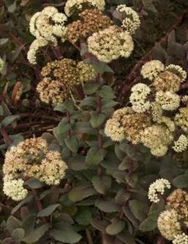 Sedum telephium ssp. ruprechtii 'Hab Gray'