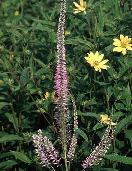 Veronicastrum virginicum Lavender Towers ('Lavendelturm')