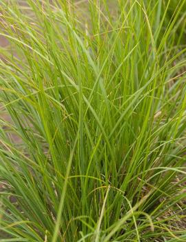 Sesleria autumnalis