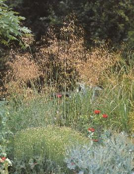 Stipa gigantea