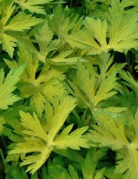 Geranium x Blue Sunrise ('Blogold') (PP12955, COPF)