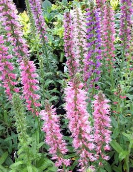 Echium amoenum