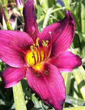 Hemerocallis 'Cricket Dance'