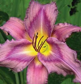 Hemerocallis 'Trahlyta'