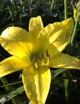 Hemerocallis 'Hyperion'