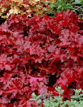 Heuchera x FOREVER® Red ('TNHEUFR') (PP29644 )