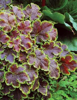 Heucherella x 'Solar Eclipse' (PP23647, COPF)