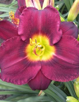 Hemerocallis 'Killer'