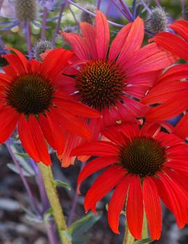 Echinacea x 'Tomato Soup' (PP19427, COPF)