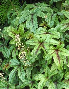 Heucherella x 'Kimono' (PP12154, COPF)