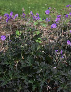 Geranium pratense 'Boom Chocolatta' (PP32025)