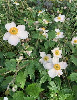 Anemone x hybrida 'Elfin Swan'