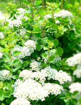 Spiraea trilobata