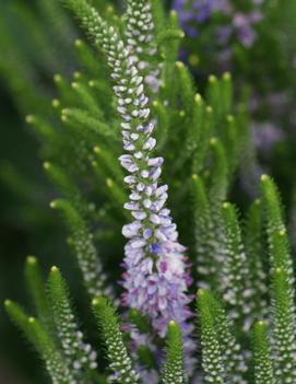 Veronica x 'Bicolor Explosion' (PP25924)