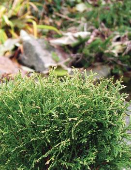 Thuja occidentalis 'Little Giant' (COPF)