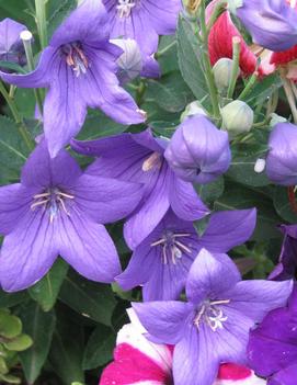 Platycodon grandiflorus 'Astra Blue'