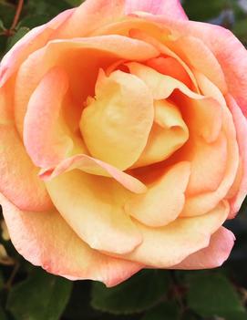 Rosa Morning Magic™ ('RADmor') (PP19433)