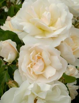 Rosa Easy Elegance® Champagne Wishes ('BAIcham')