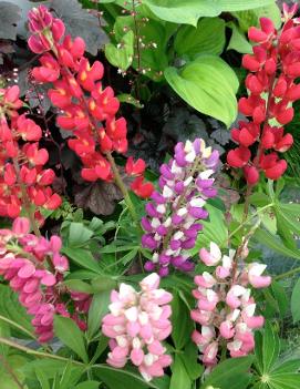 Lupinus polyphyllus 'Gallery'