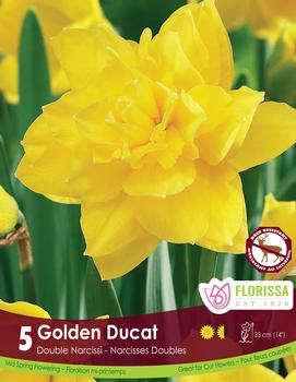 Narcissus 'Golden Ducat'