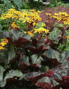 Ligularia dentata 'Britt-Marie Crawford' (PP16113)