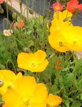 Papaver nudicaule 'Champagne Bubbles'