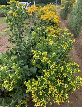 Solidago nemoralis