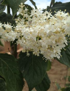 Syringa reticulata Ivory Pillar™ ('Willamette')