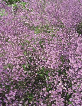 Thalictrum delavayi 'Hewitt's Double'