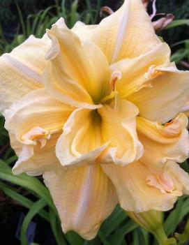 Hemerocallis 'Vanilla Fluff'