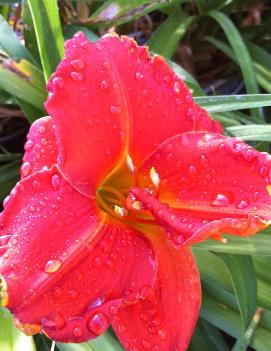 Hemerocallis 'House of Orange'