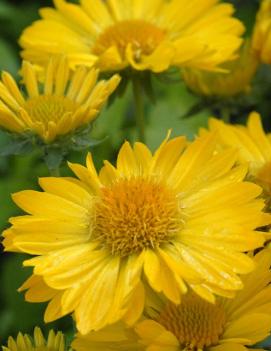 Gaillardia x grandiflora Mesa™ Yellow ('Yellow')