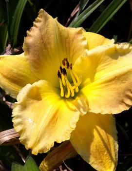 Hemerocallis 'Matt'