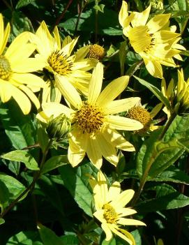 Helianthus x 'Lemon Queen'