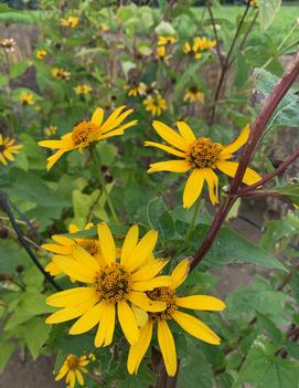 Heliopsis helianthoides