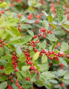 Ilex verticillata Berry Heavy® Red ('Spravy')